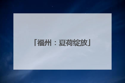 福州：夏荷绽放