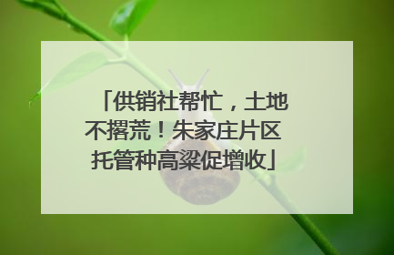 供销社帮忙，土地不撂荒！朱家庄片区托管种高粱促增收