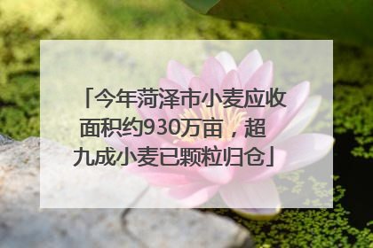今年菏泽市小麦应收面积约930万亩，超九成小麦已颗粒归仓