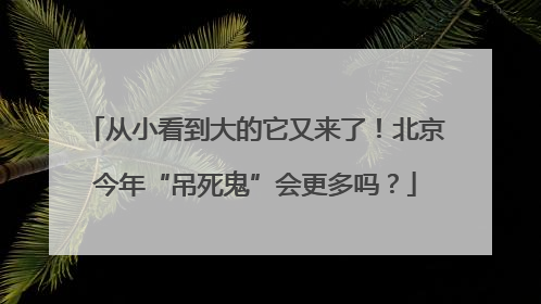 从小看到大的它又来了！北京今年“吊死鬼”会更多吗？
