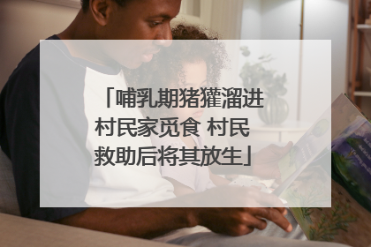 哺乳期猪獾溜进村民家觅食 村民救助后将其放生