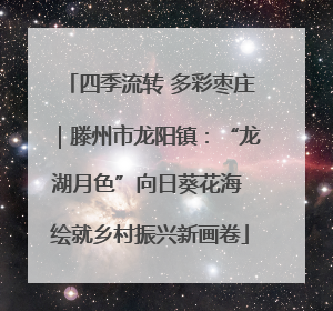 四季流转 多彩枣庄｜滕州市龙阳镇：“龙湖月色”向日葵花海 绘就乡村振兴新画卷