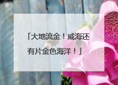 大地流金！威海还有片金色海洋！