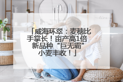 威海环翠：麦穗比手掌长！亩产高1倍 新品种“巨无霸”小麦丰收！