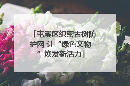 屯溪区织密古树防护网 让“绿色文物”焕发新活力
