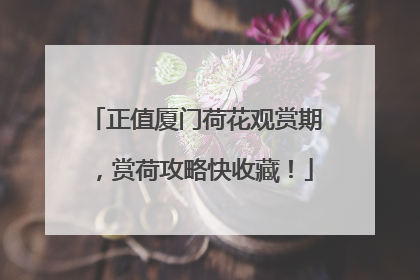 正值厦门荷花观赏期，赏荷攻略快收藏！