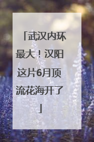 武汉内环最大！汉阳这片6月顶流花海开了