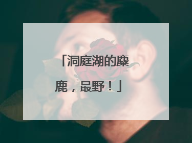 洞庭湖的麋鹿，最野！