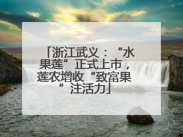 浙江武义：“水果莲”正式上市，莲农增收“致富果”注活力