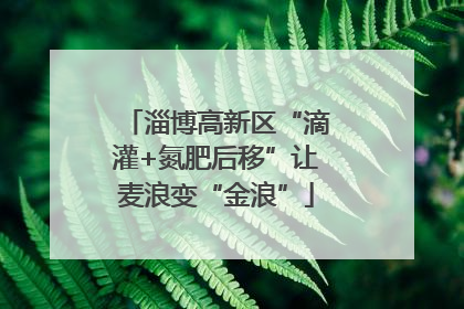淄博高新区“滴灌+氮肥后移”让麦浪变“金浪”