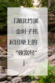湖北竹溪：金叶子托起田埂上的“致富经”