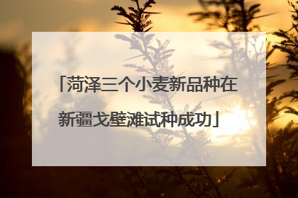 菏泽三个小麦新品种在新疆戈壁滩试种成功