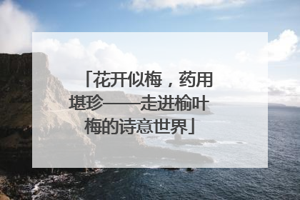 花开似梅，药用堪珍——走进榆叶梅的诗意世界