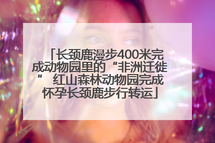 长颈鹿漫步400米完成动物园里的“非洲迁徙” 红山森林动物园完成怀孕长颈鹿步行转运