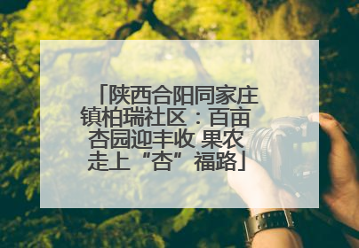陕西合阳同家庄镇柏瑞社区：百亩杏园迎丰收 果农走上“杏”福路