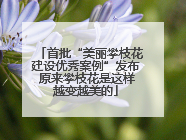 首批“美丽攀枝花建设优秀案例”发布 原来攀枝花是这样越变越美的