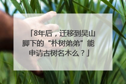 8年后，迁移到吴山脚下的“朴树弟弟”能申请古树名木么？